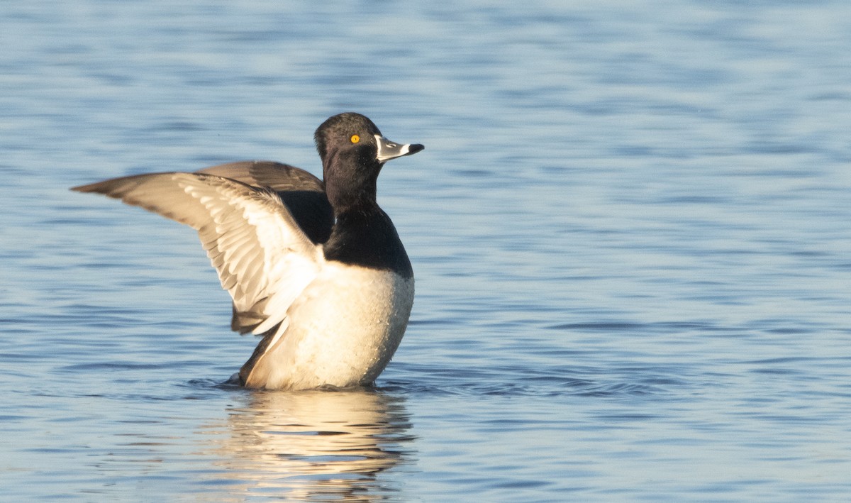 Ring-necked Duck - ML395733611