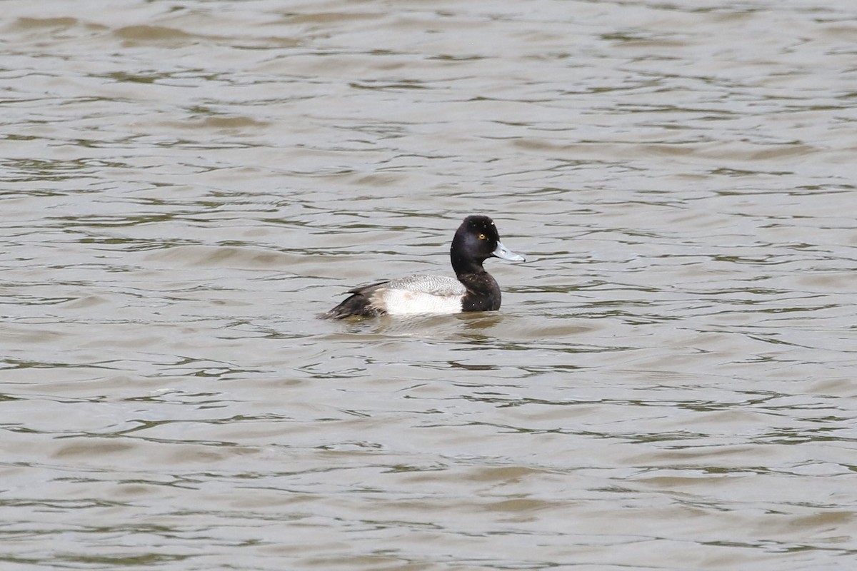 Lesser Scaup - John and Milena Beer