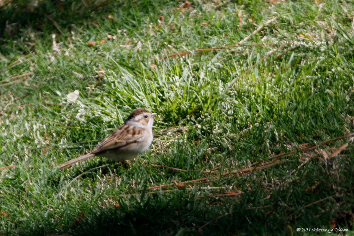 Clay-colored Sparrow - Darlene J McNeil