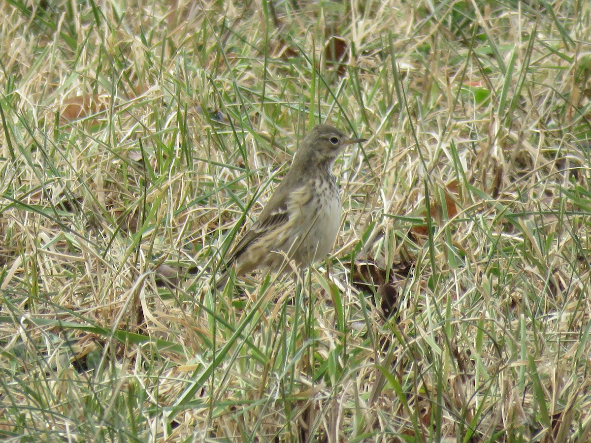 American Pipit - ML395734901