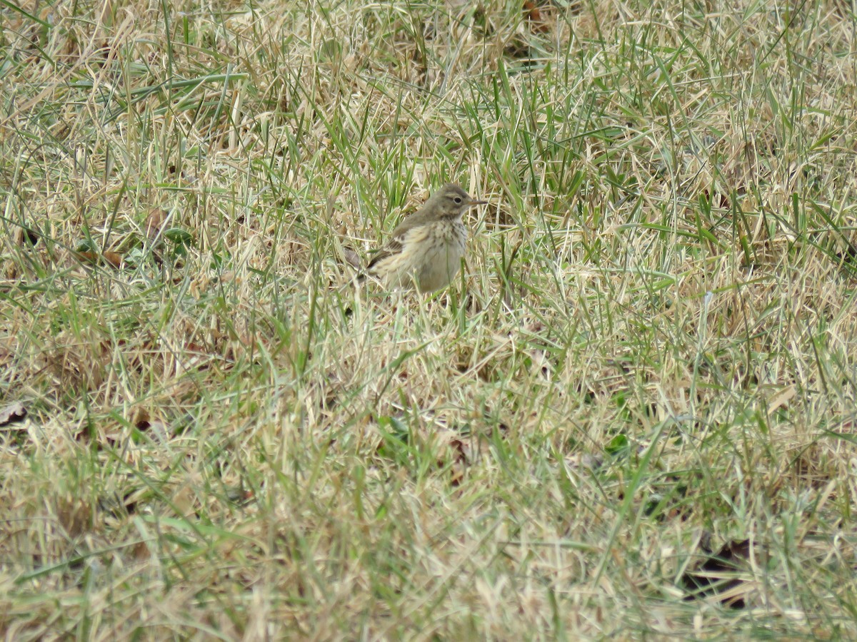 American Pipit - ML395734951