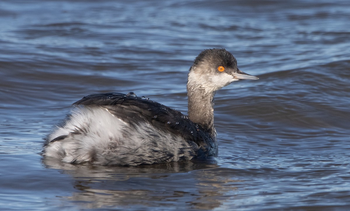 Eared Grebe - ML395735291