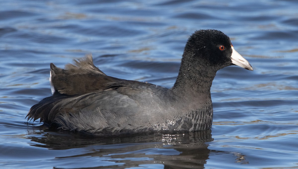 American Coot - Liam Huber