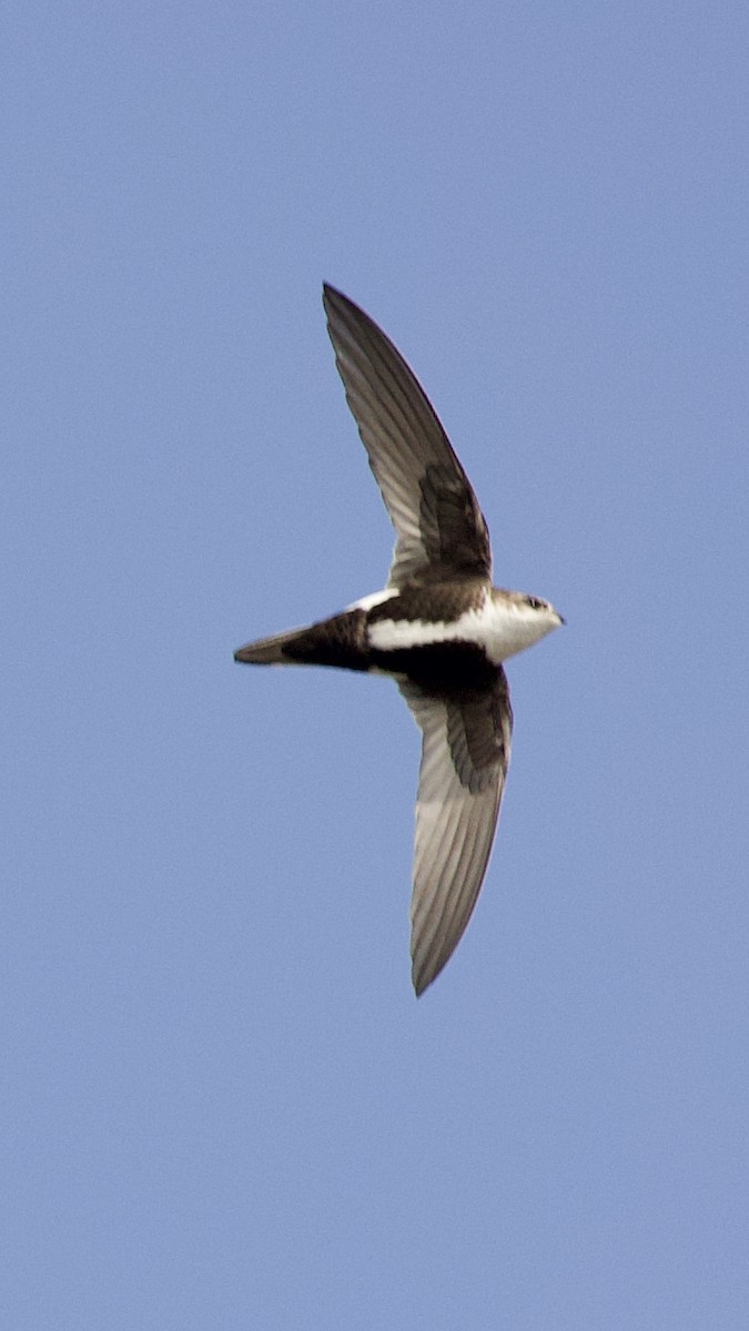 White-throated Swift - ML395735461