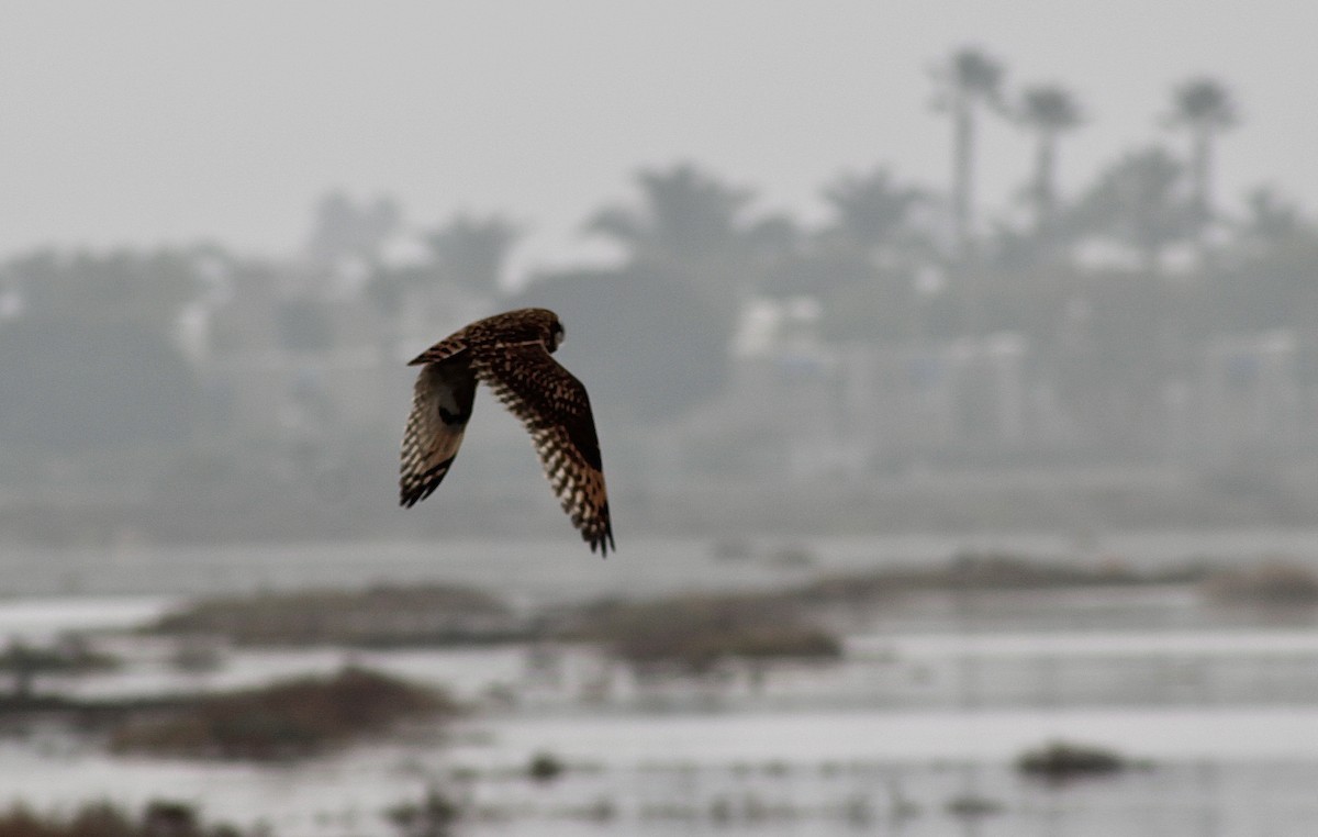 Short-eared Owl - ML395735571