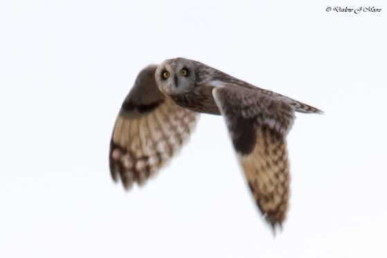 Short-eared Owl - ML395737101