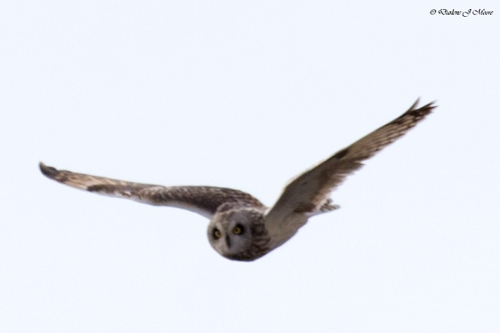 Short-eared Owl - ML395737171