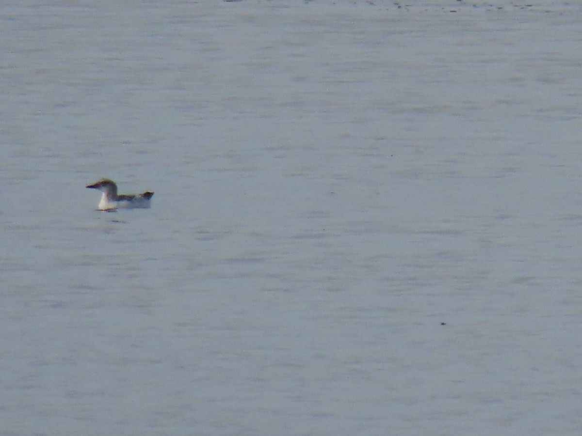 Pigeon Guillemot - ML395738421