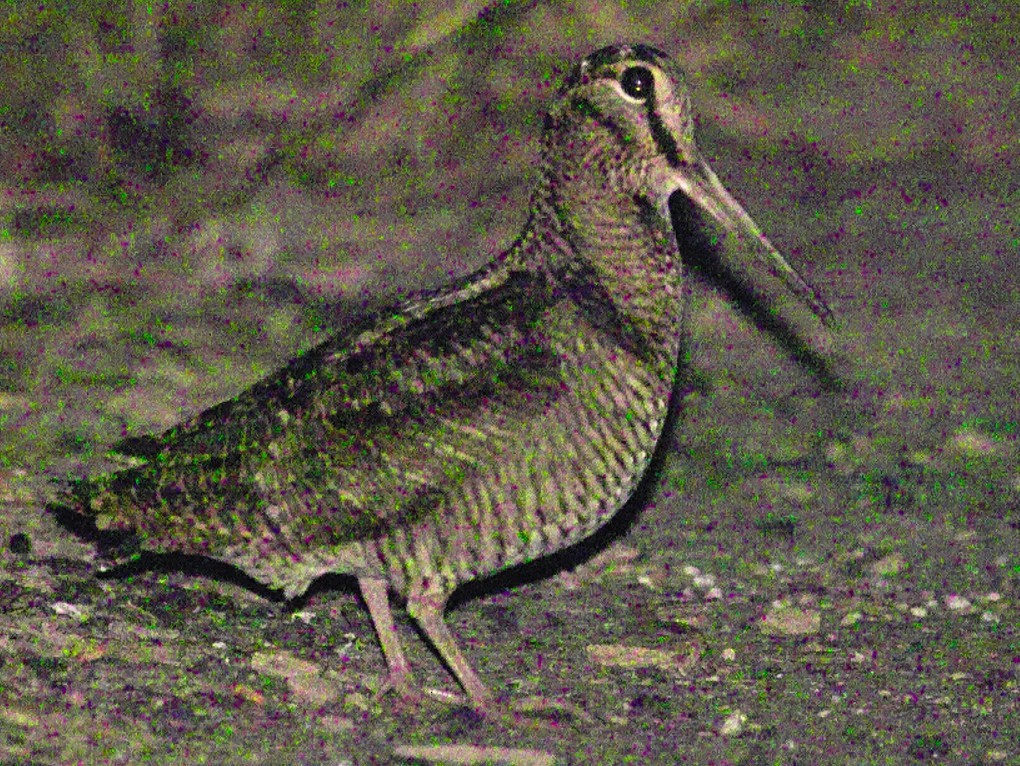 Eurasian Woodcock - 葉 珈良