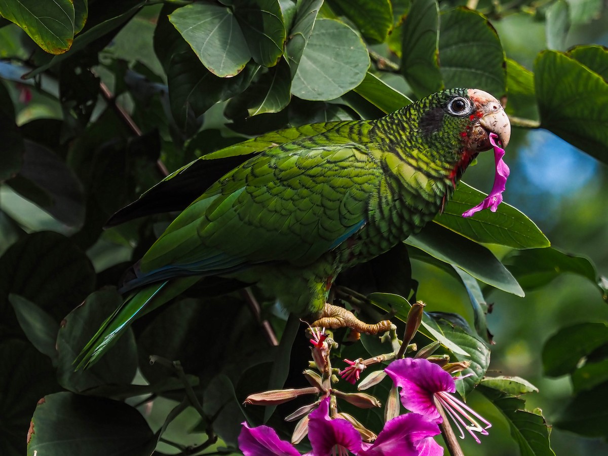 Cuban Parrot - ML395739231