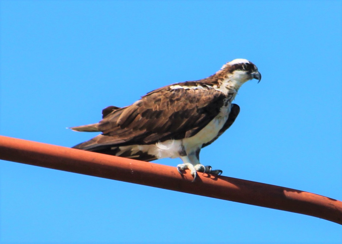 Osprey - ML395740421