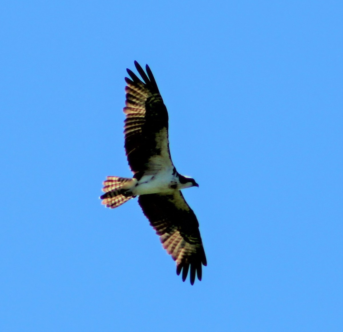 Balbuzard pêcheur - ML395740481