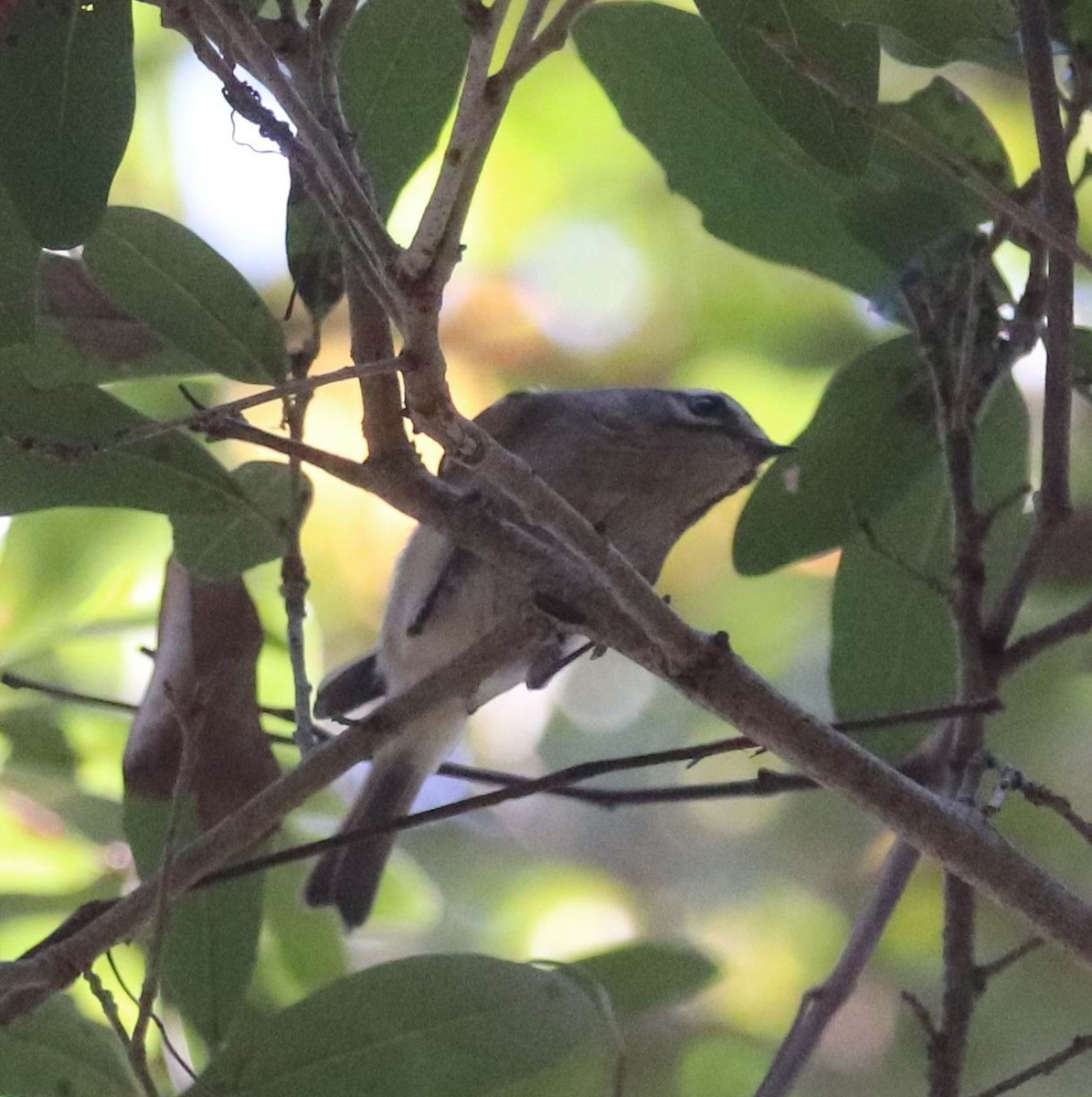 Golden-crowned Kinglet - ML395741891