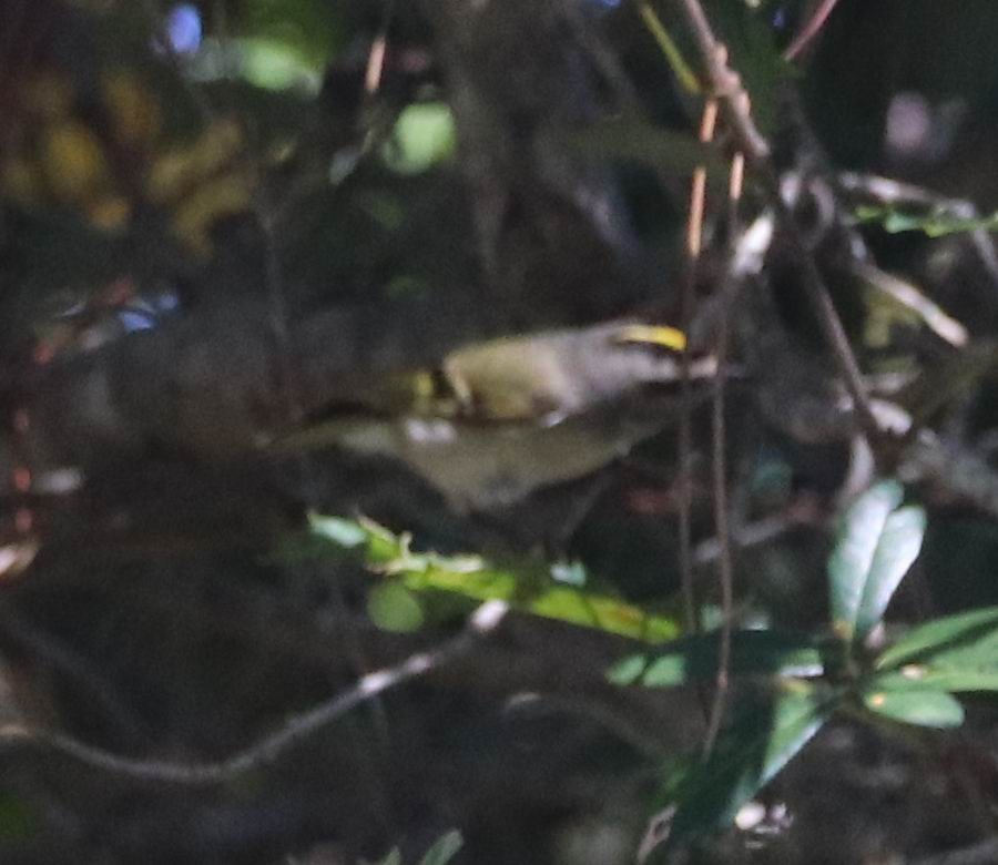 Golden-crowned Kinglet - ML395742031