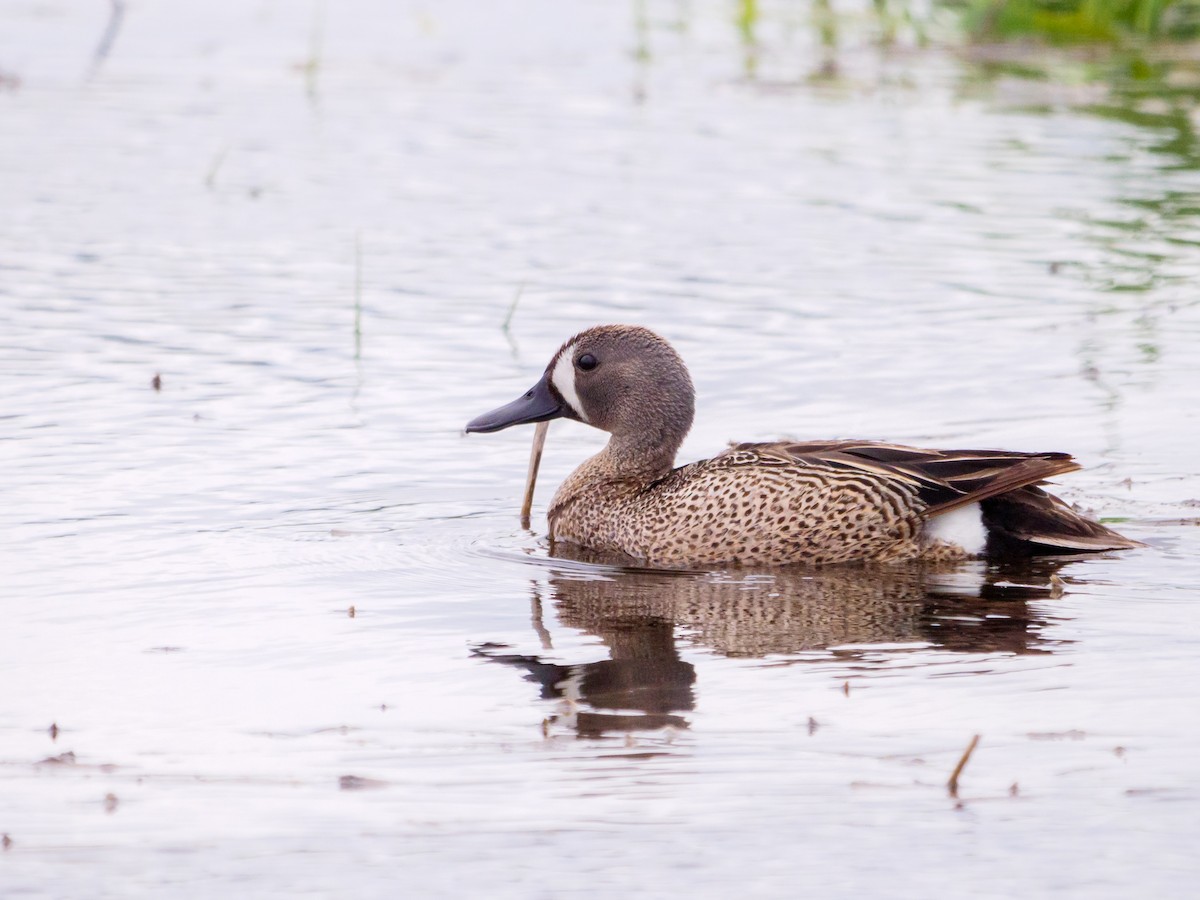 Blue-winged Teal - ML395742321