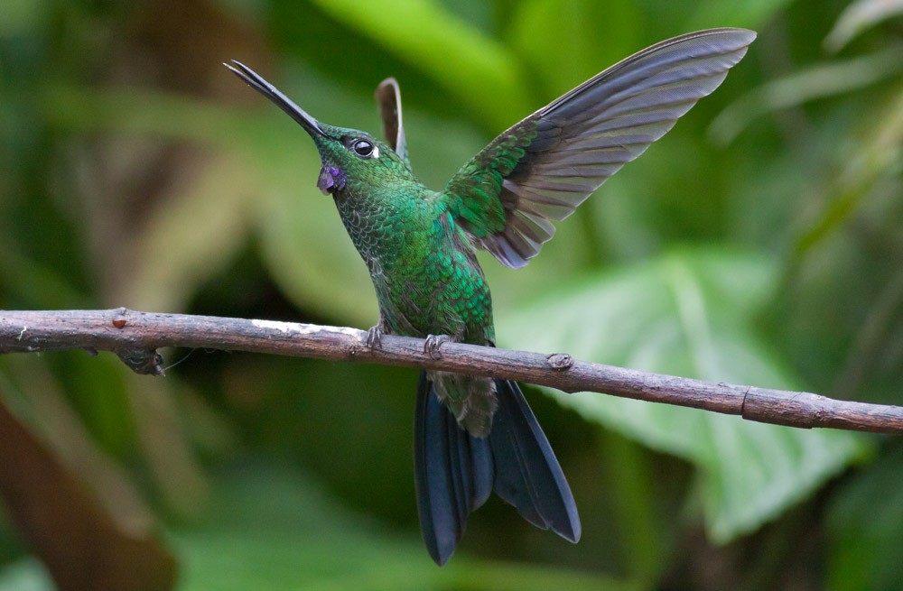 kolibřík subtropický - ML39574251
