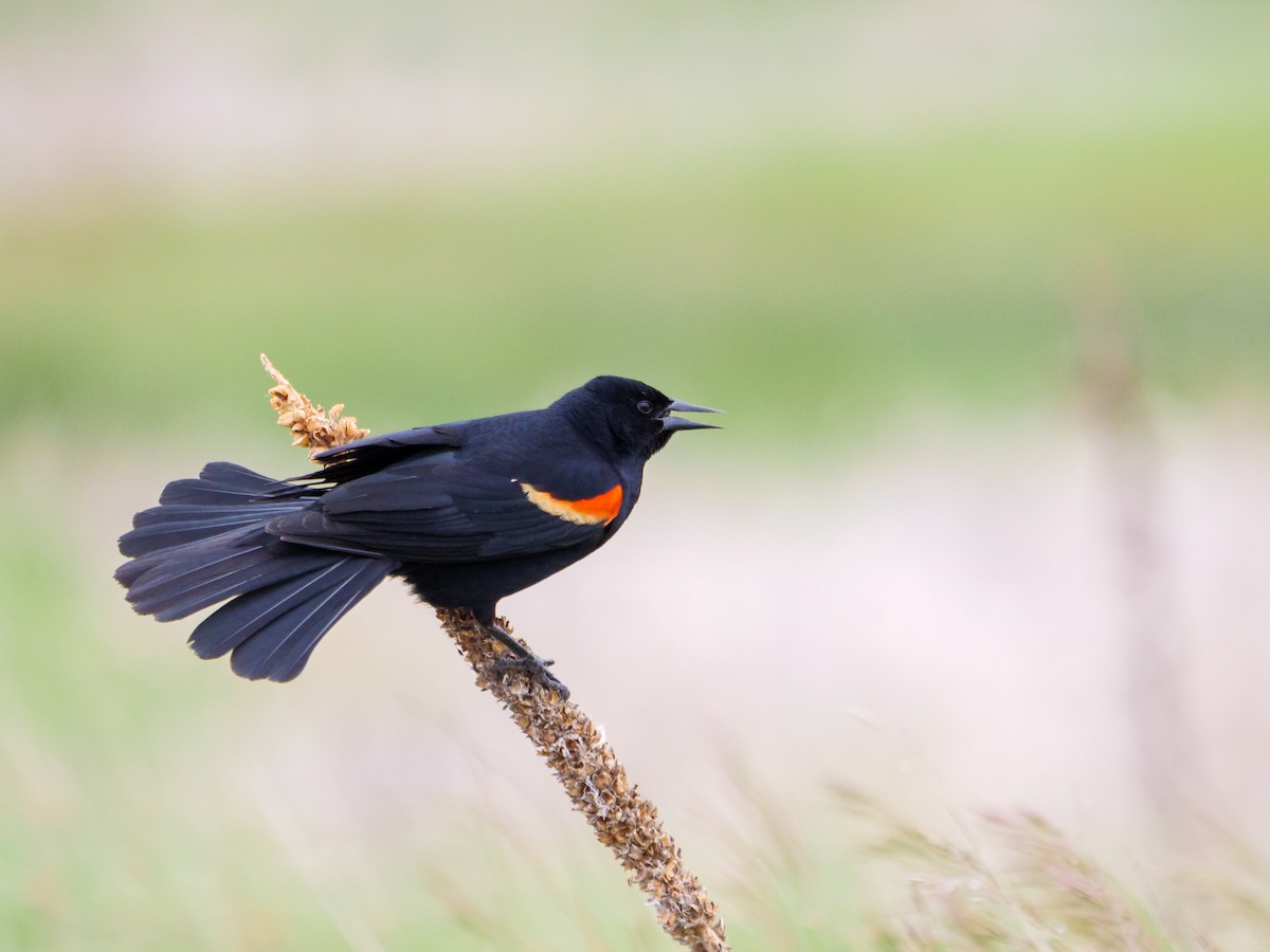 Red-winged Blackbird - Aidan Lorenz