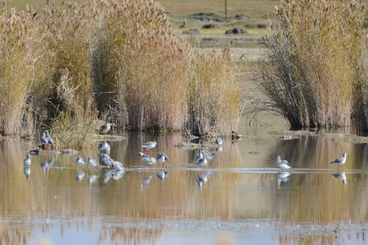 Spotted Redshank - ML395743791