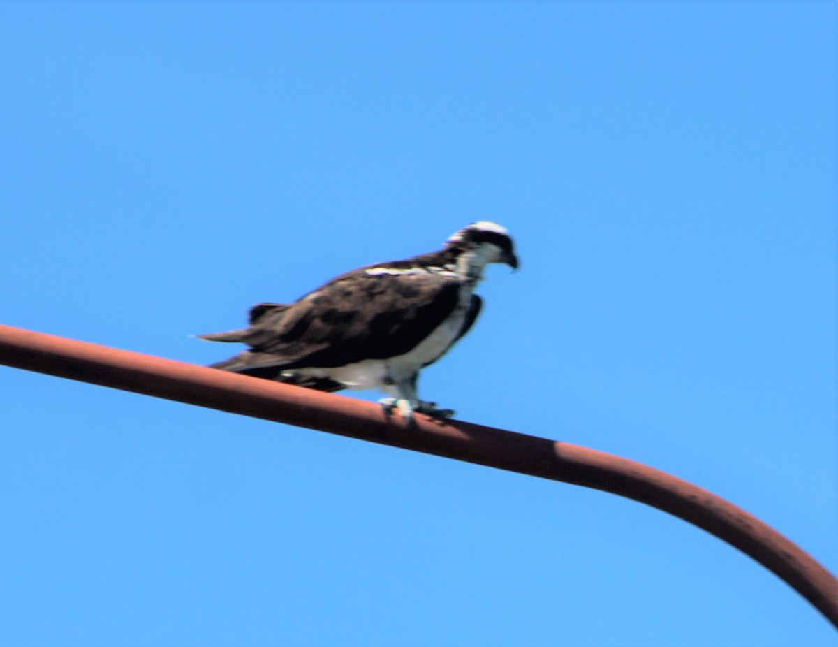 Águila Pescadora - ML395743881