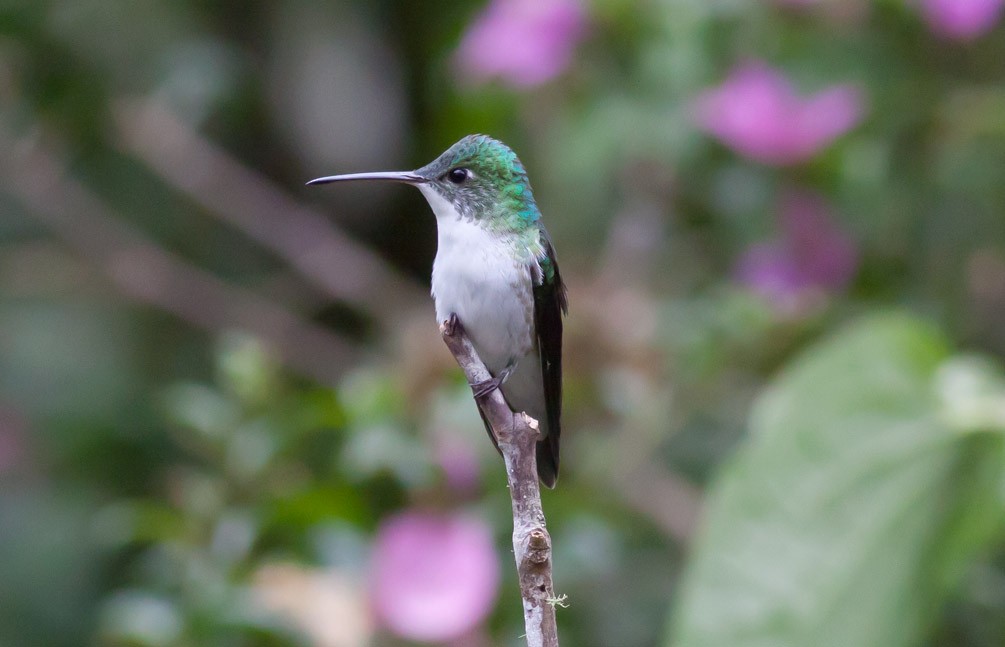 kolibřík andský - ML39574501