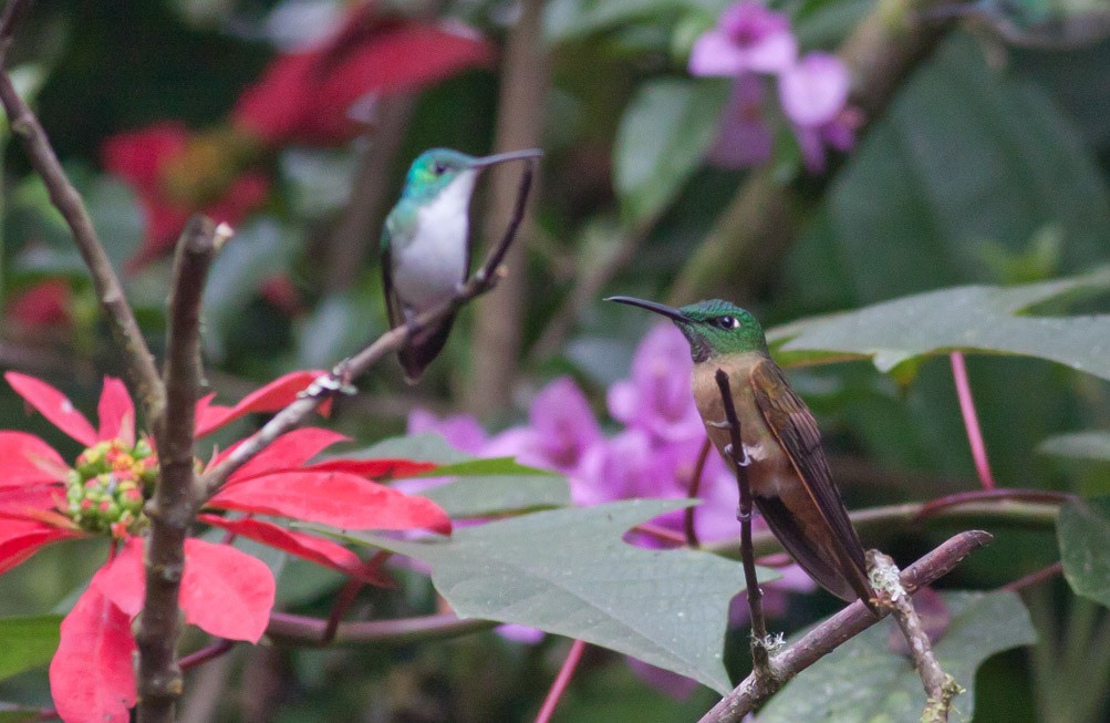 kolibřík hnědobřichý - ML39574591