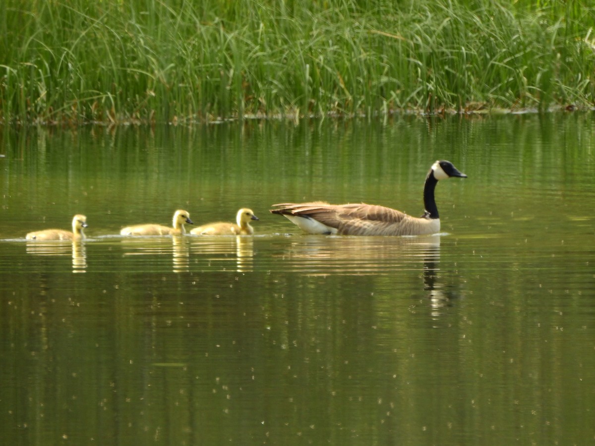 Canada Goose - Tim Shortell