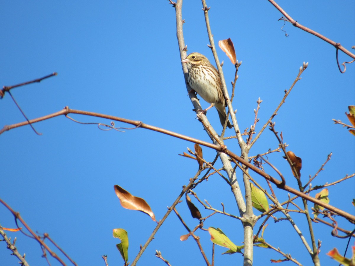 Savannah Sparrow - ML395747451