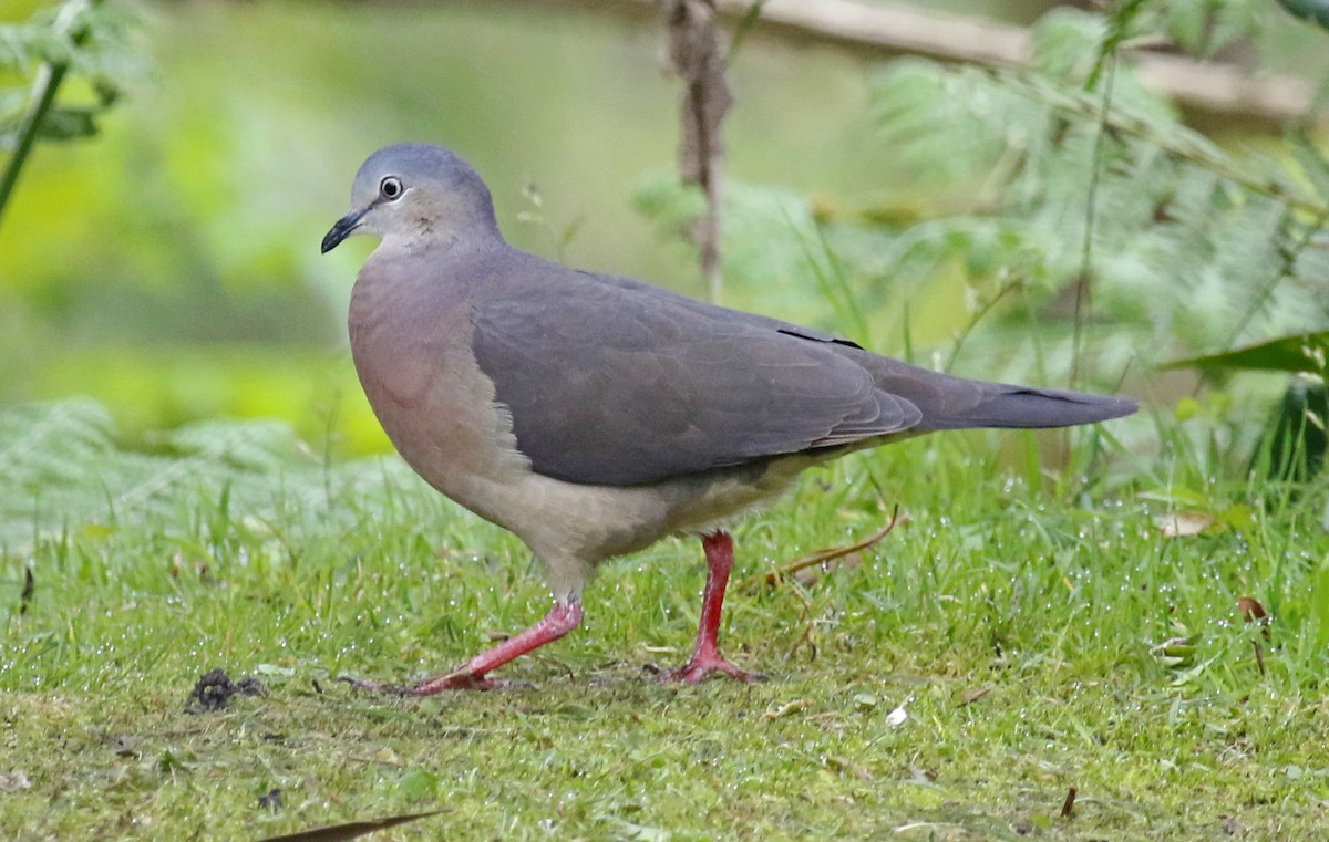 Tolima Dove - ML395747931