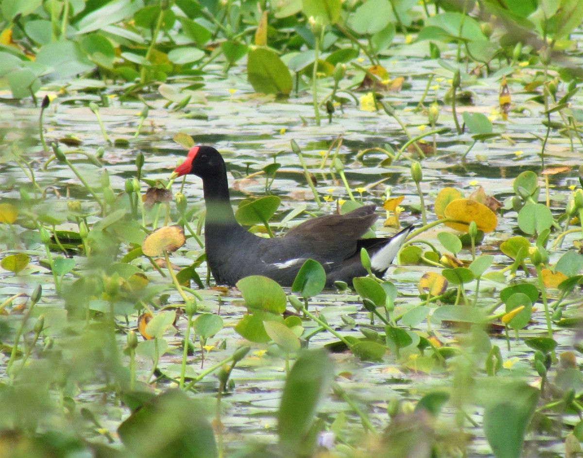 Gallinule d'Amérique - ML395750151