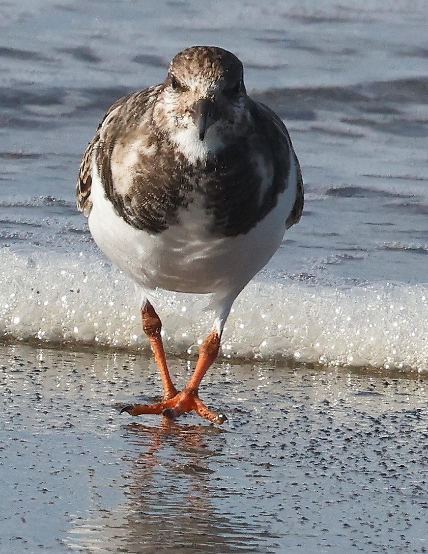 Ruddy Turnstone - ML395750161