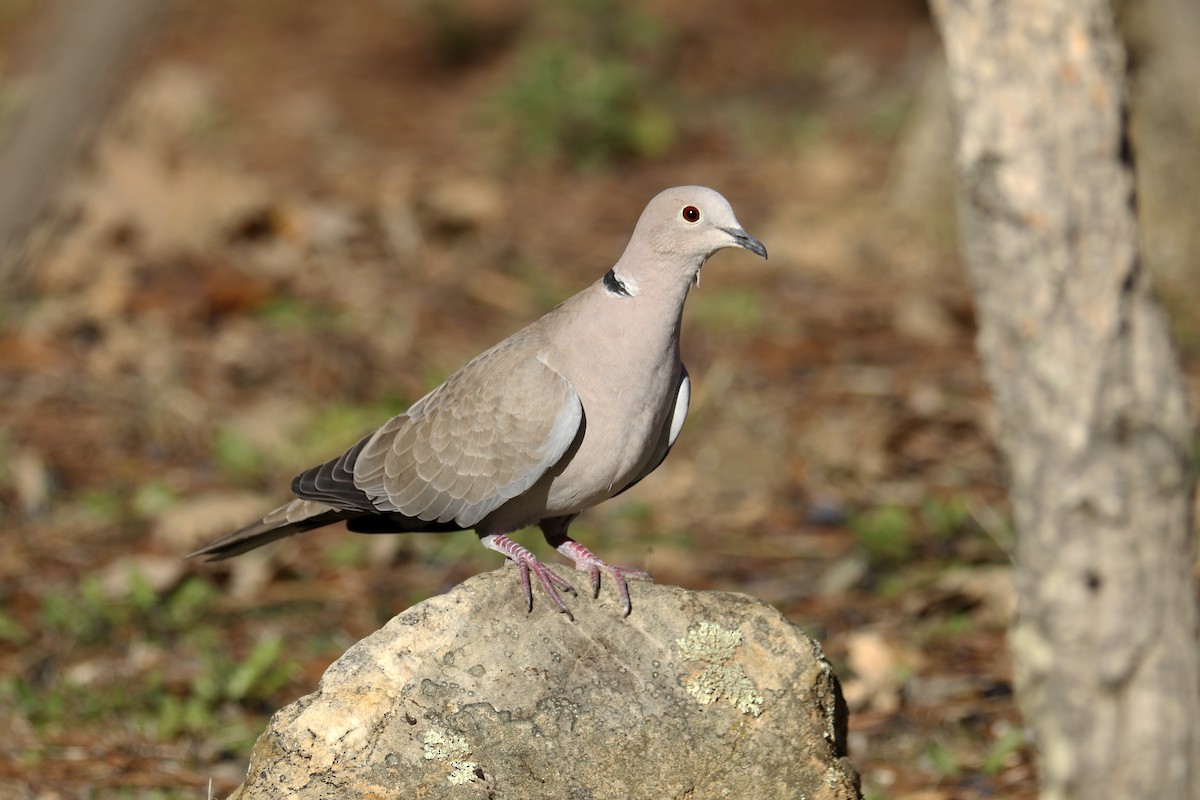 Eurasian Collared-Dove - Francisco Barroqueiro