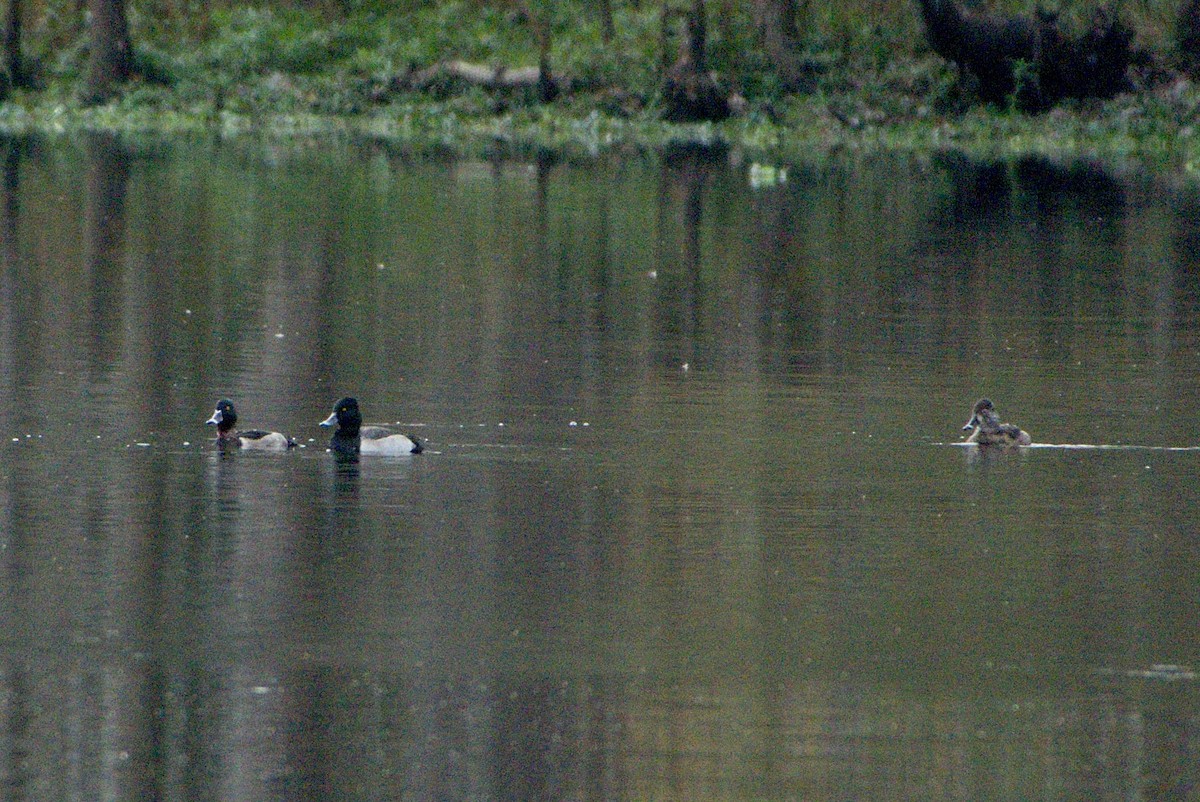 Ring-necked Duck - T Laroche