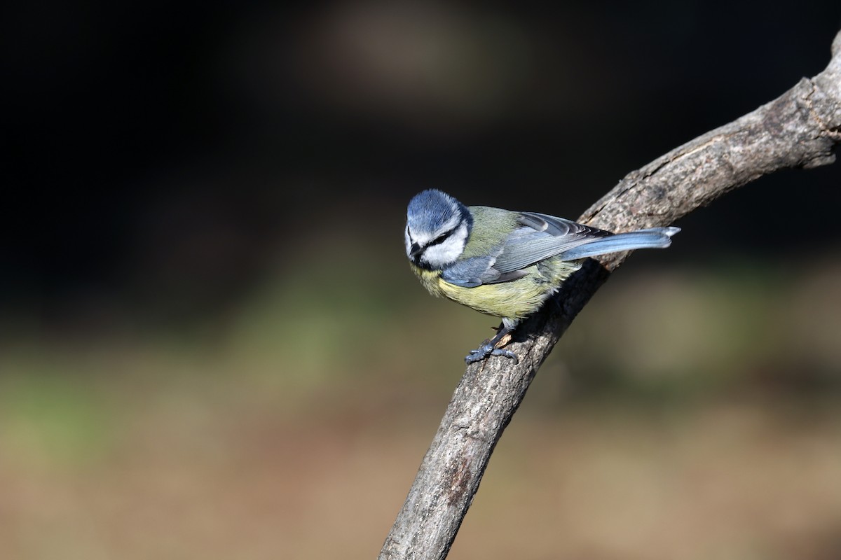 Eurasian Blue Tit - ML395750521