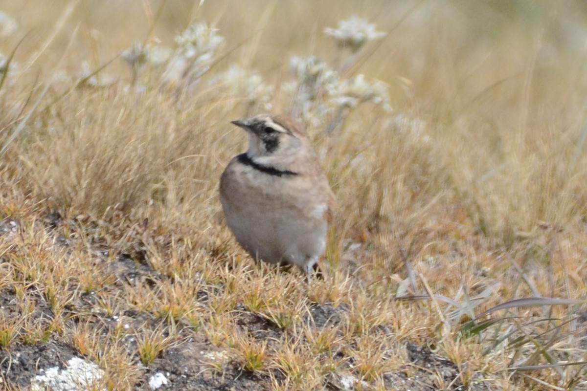 Horned Lark (Tibetan) - ML395750691