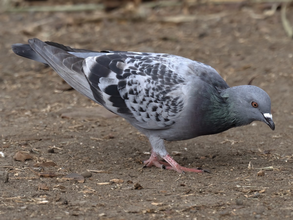 Rock Pigeon (Feral Pigeon) - Robert Hamilton