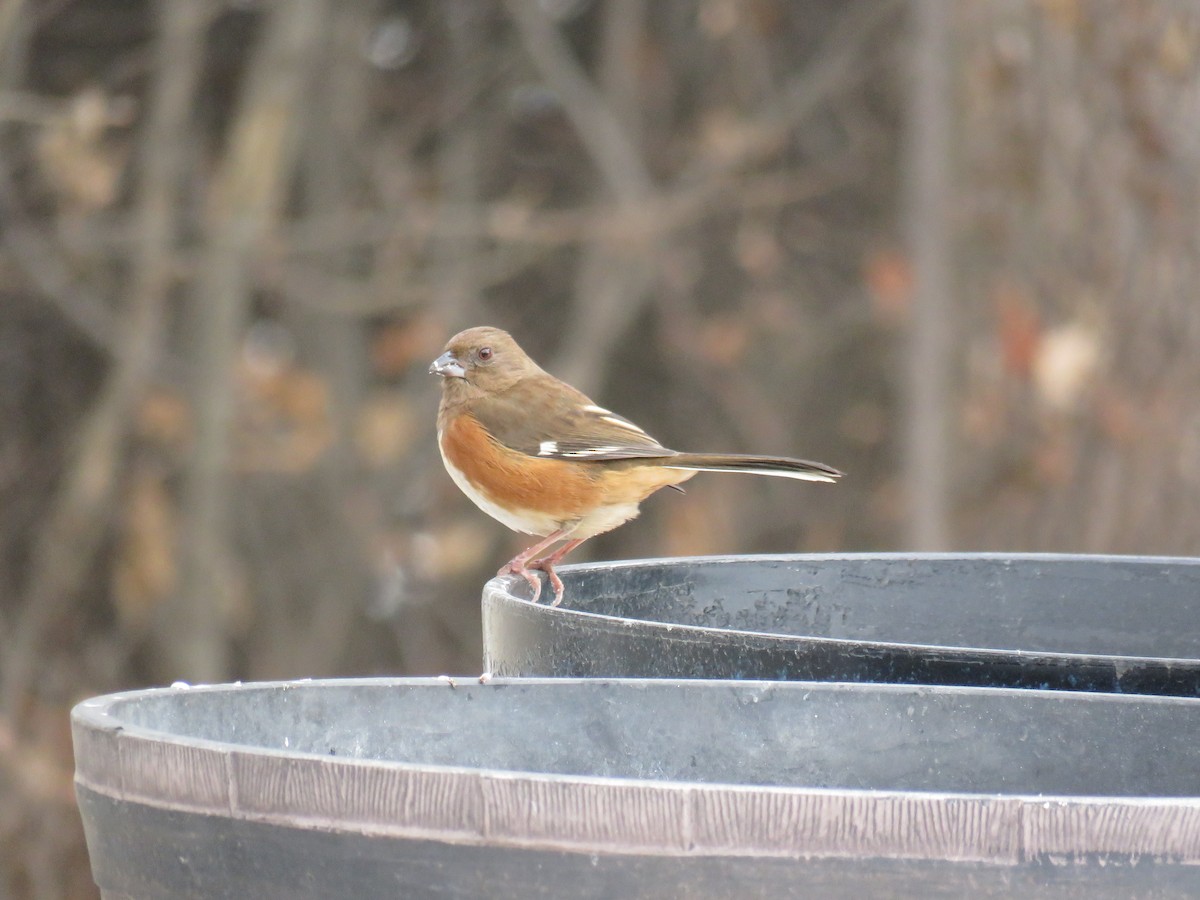 Eastern Towhee - ML395752871