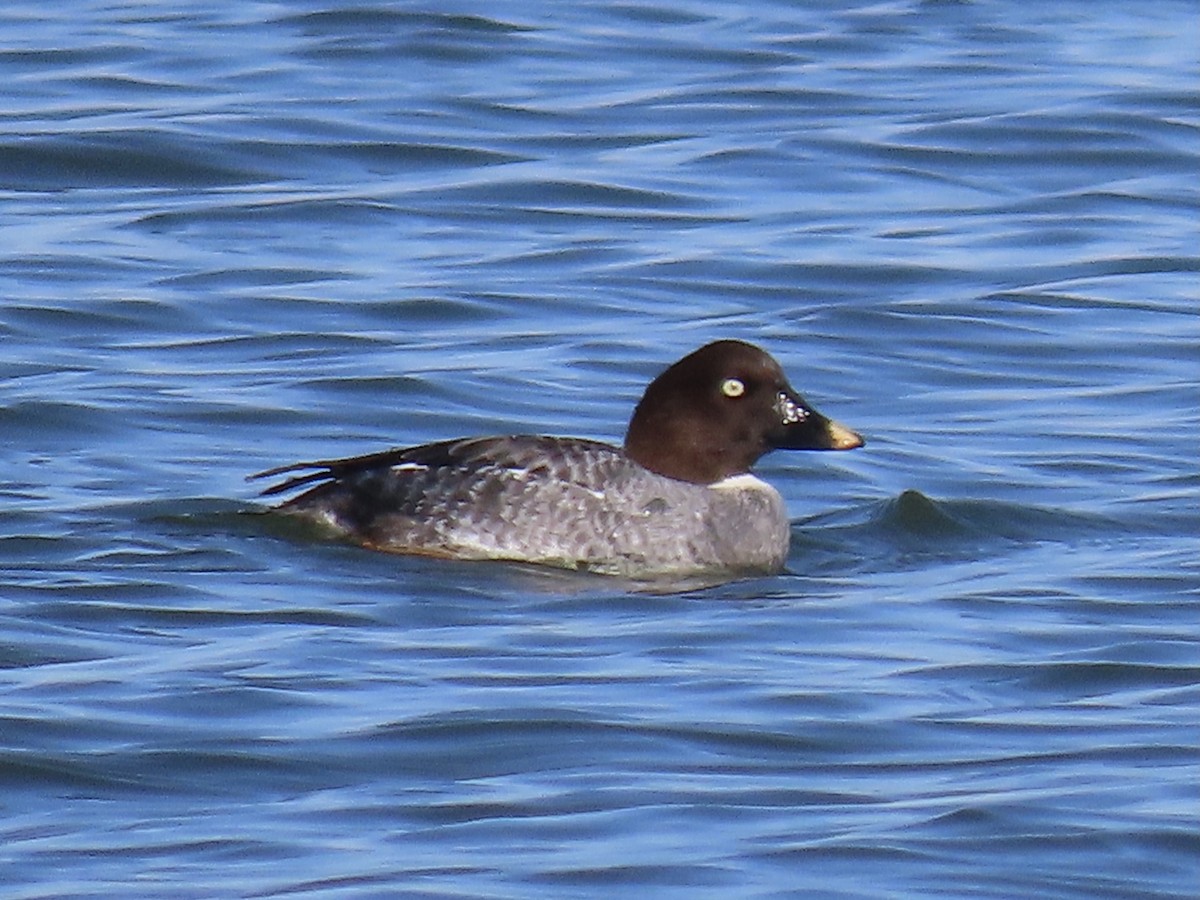 Common Goldeneye - ML395753051