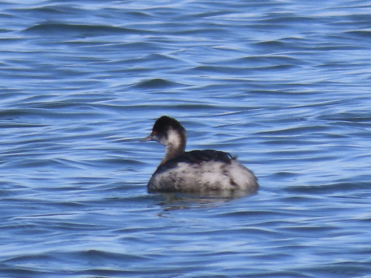 Eared Grebe - ML395753141