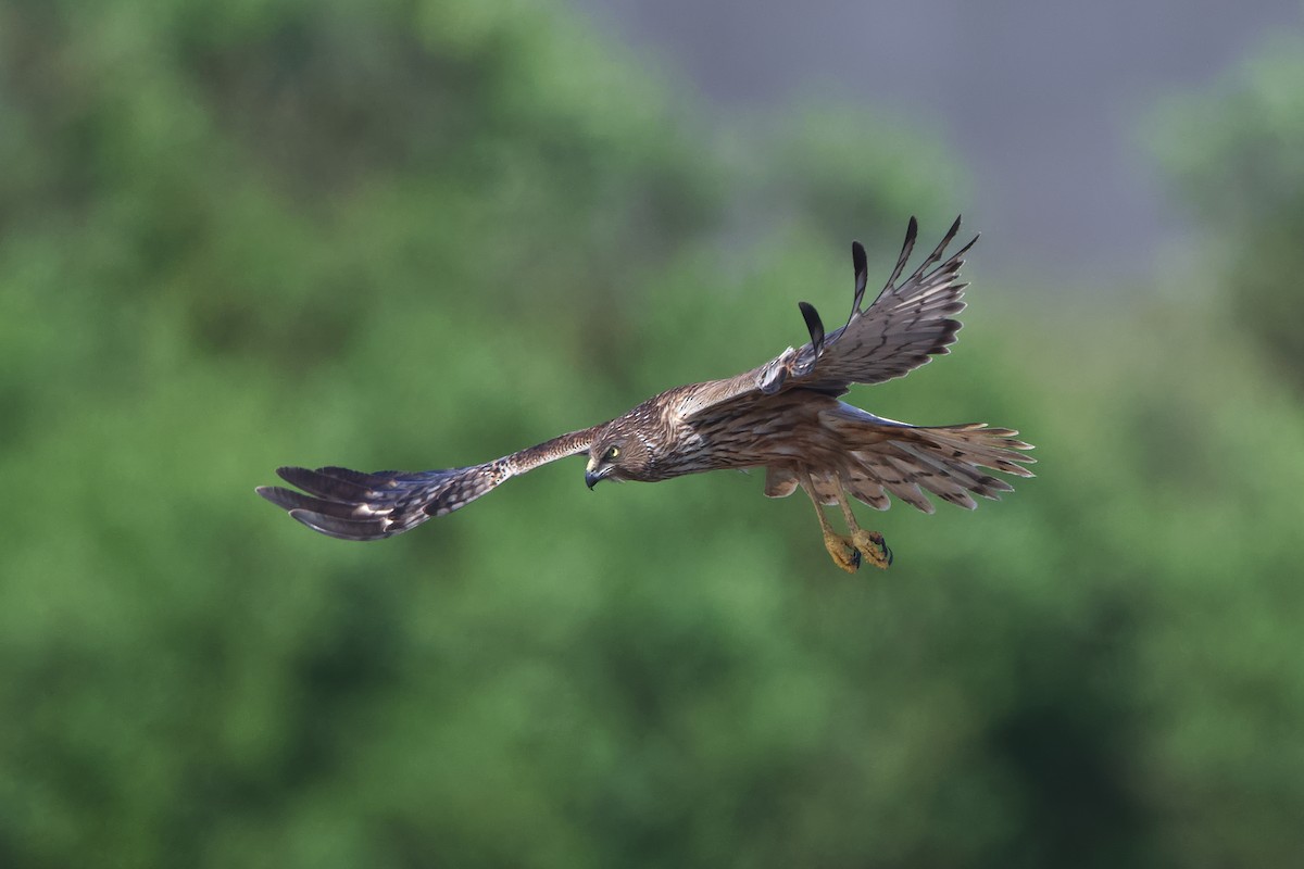 Swamp Harrier - ML395754621
