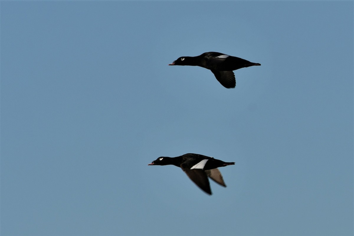 White-winged Scoter - Cameron Chevalier