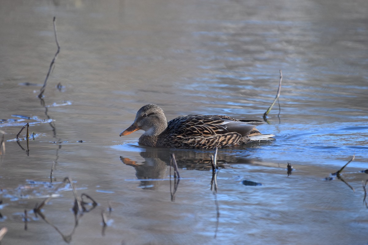 Mallard - Joseph Sefter