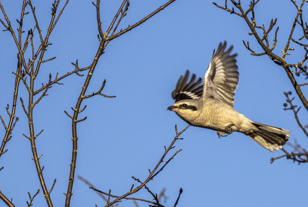 Northern Shrike - John Barton