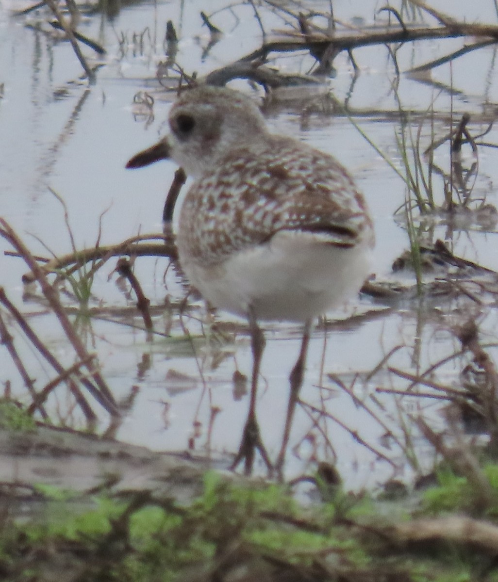 Black-bellied Plover - ML395759121