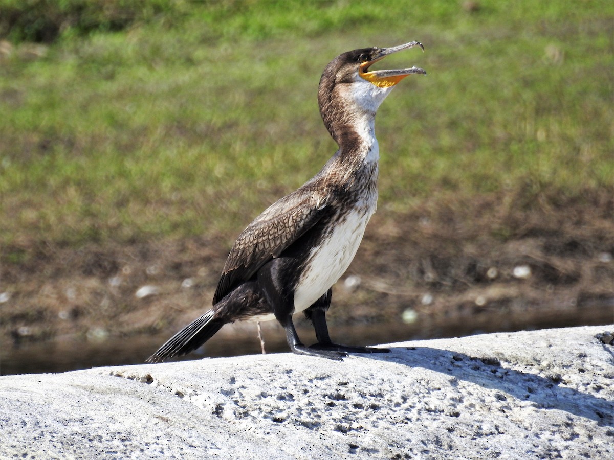 Great Cormorant - ML395760051