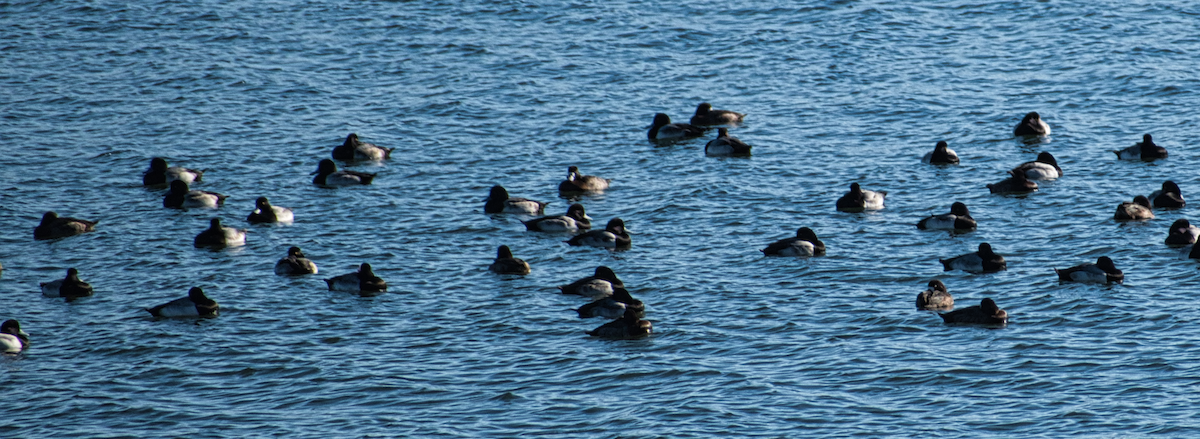 Lesser Scaup - ML395760221