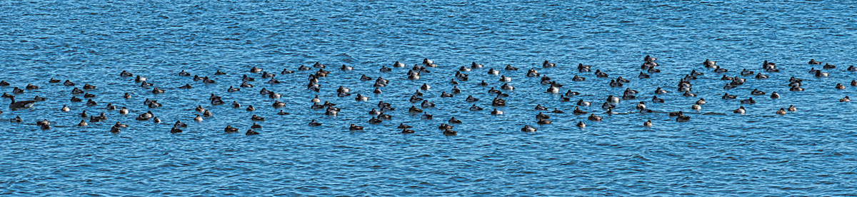 Lesser Scaup - ML395760281