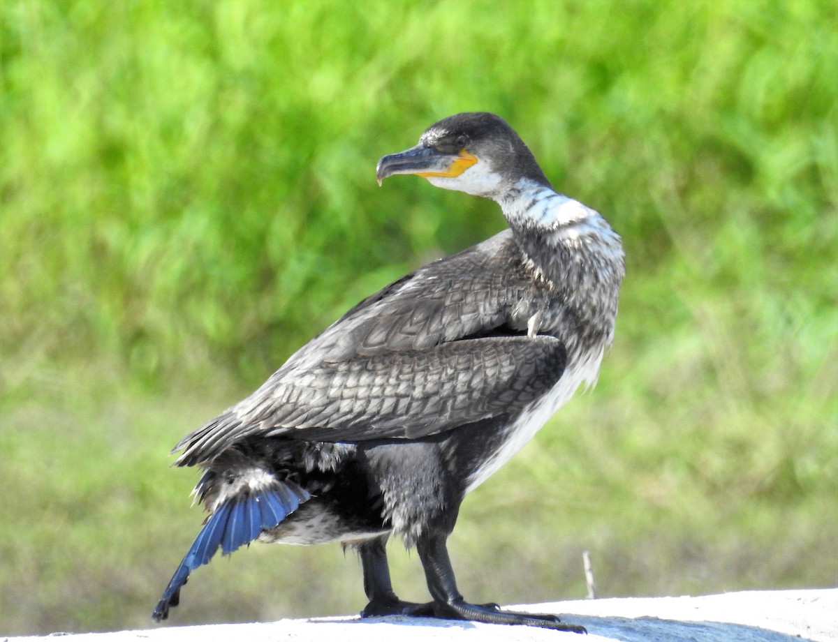 Great Cormorant - ML395760631