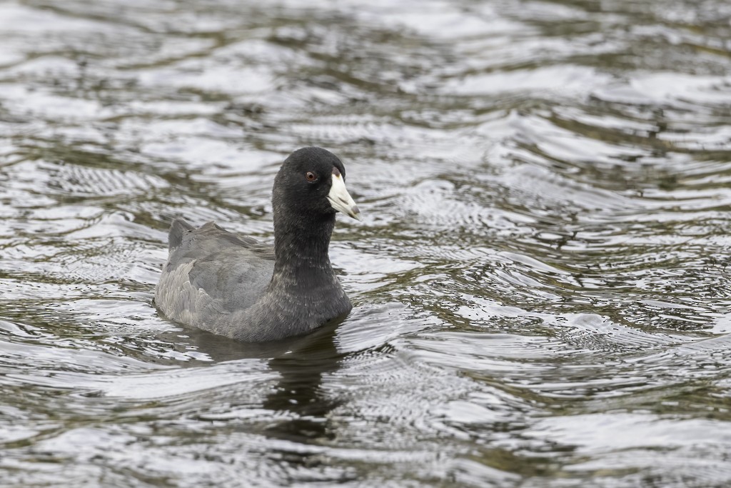 American Coot - ML395762961