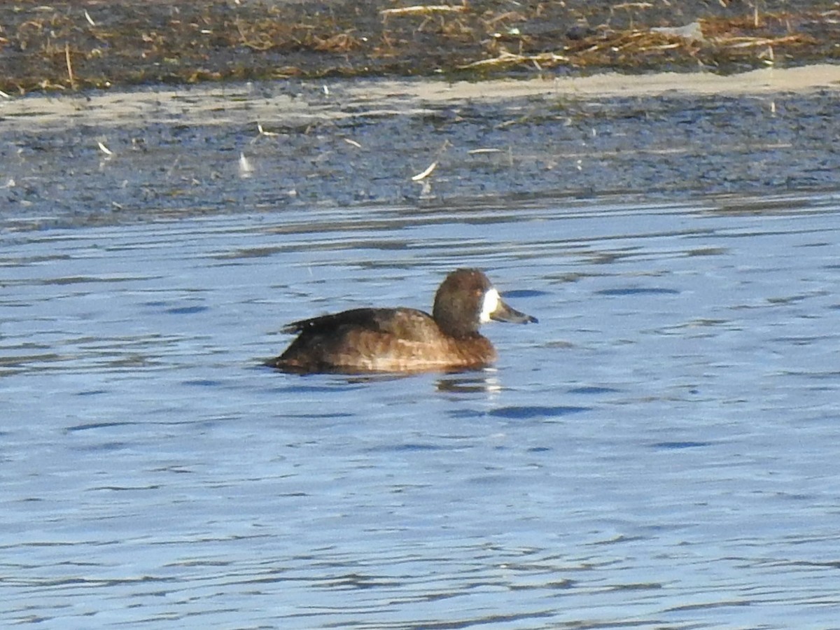 Greater Scaup - ML395763981