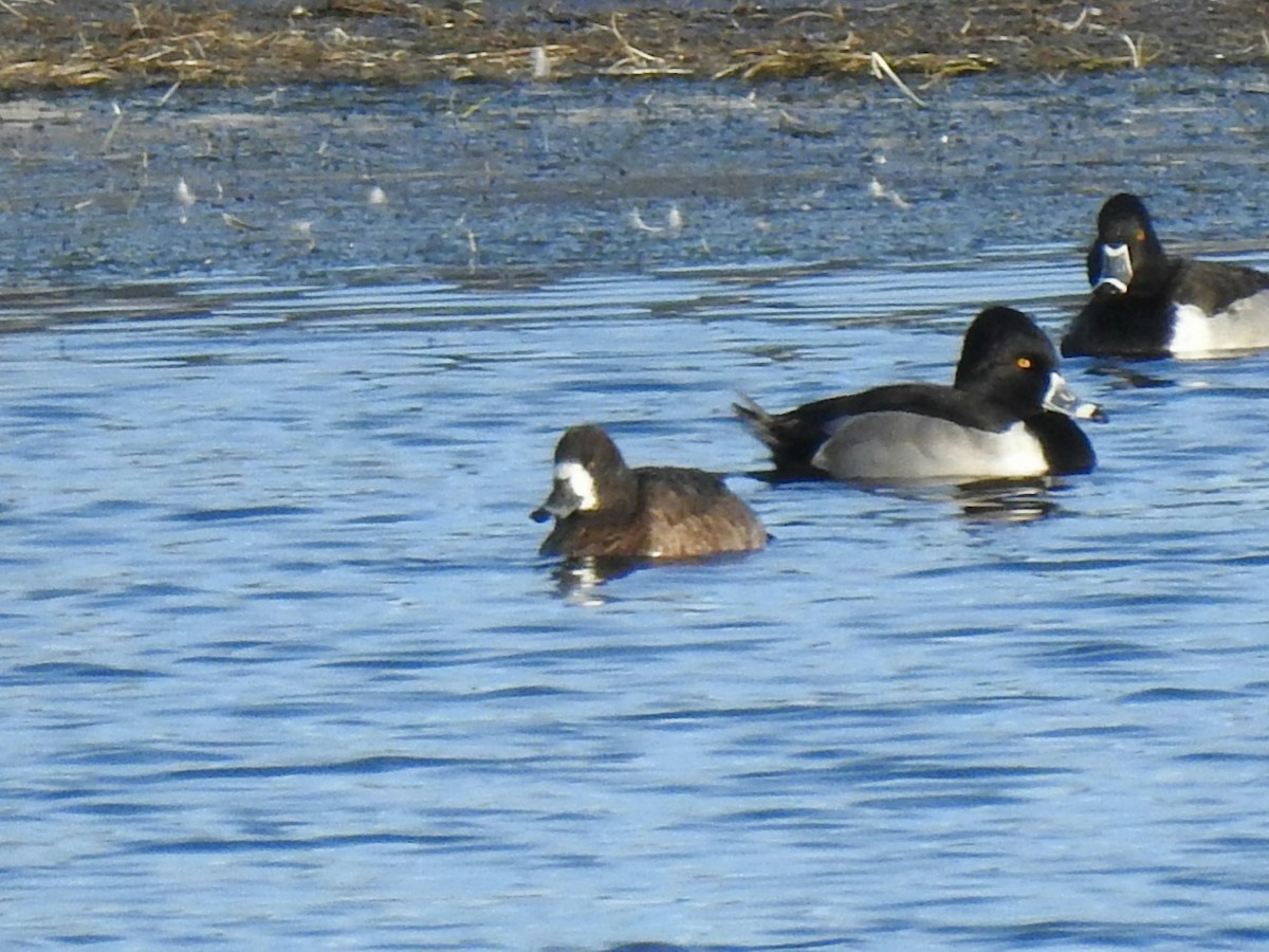 Greater Scaup - ML395764021